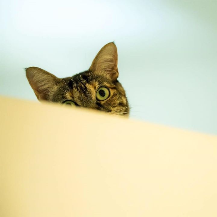 Go to Alexandre Tsuchiya's profile