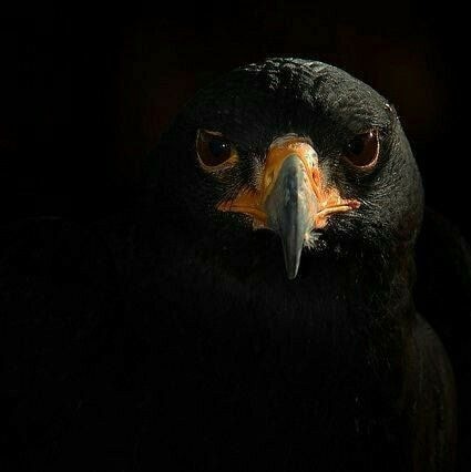 Avatar of user Onaopemipo Oladipupo