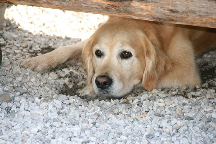 Go to G-R Mottez's profile