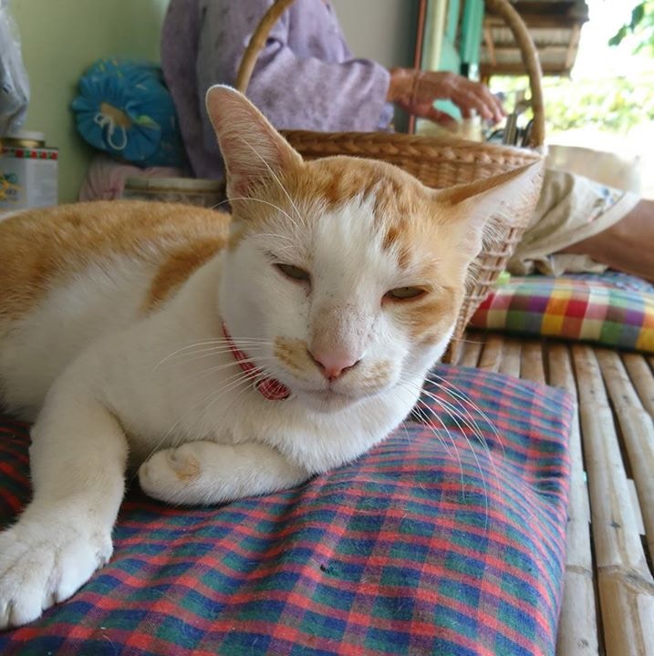 Go to Monton​ Srichaiya's profile