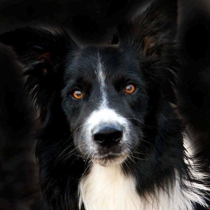 Unsplash profile picture for @collie