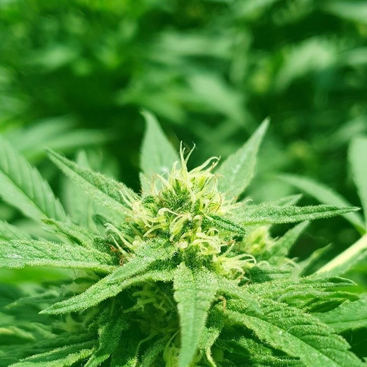 Go to Sebastian Lopez's profile