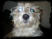 Go to Carol Saliba's profile