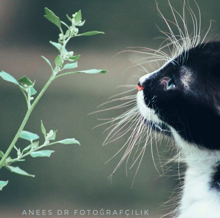 Avatar of user Drici Anees