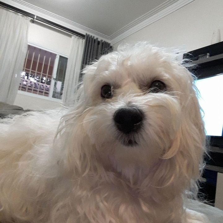 Avatar of user Henrique Grizão