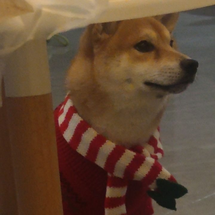 Vai al profilo di dou buhiu