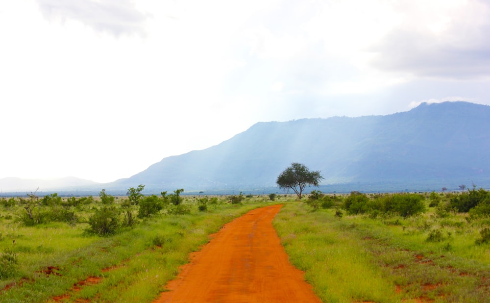 leerer Fußweg mit Baum unter dem Berg