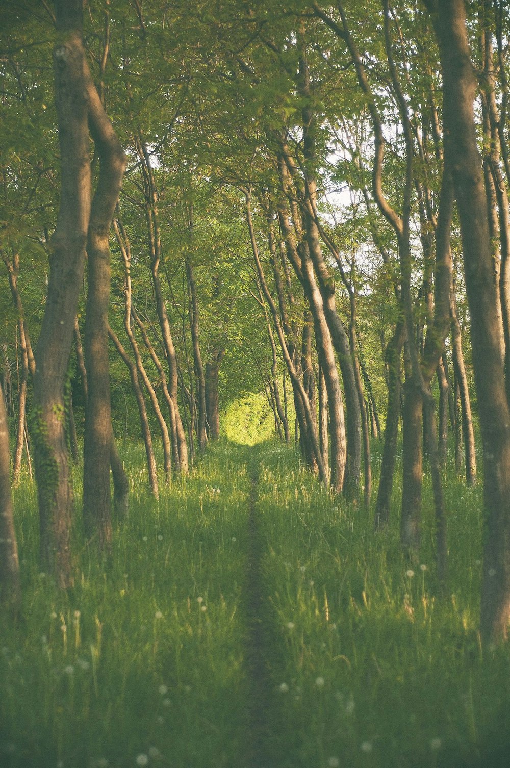 green grasses and tall trees during daytime