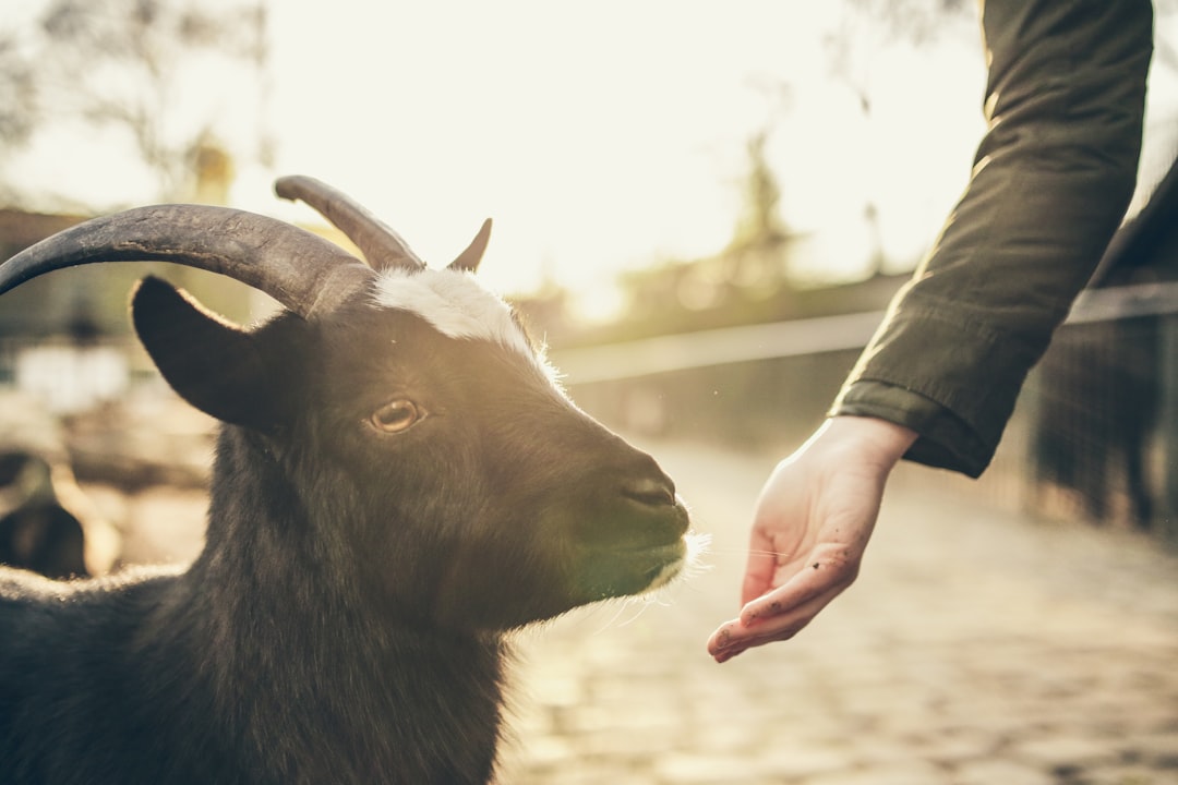 a goat being offered some food and not looking too interested
