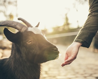 person feeding goat
