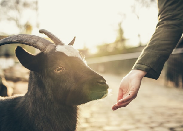 person feeding goat