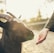 person feeding goat