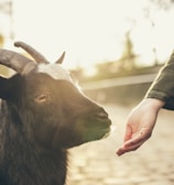 person feeding goat