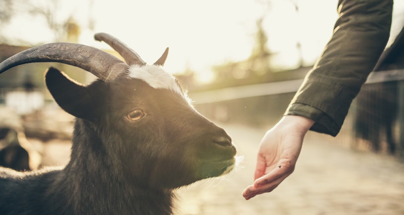 person feeding goat