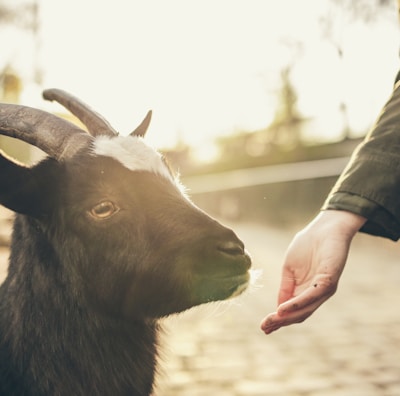 person feeding goat