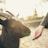 person feeding goat