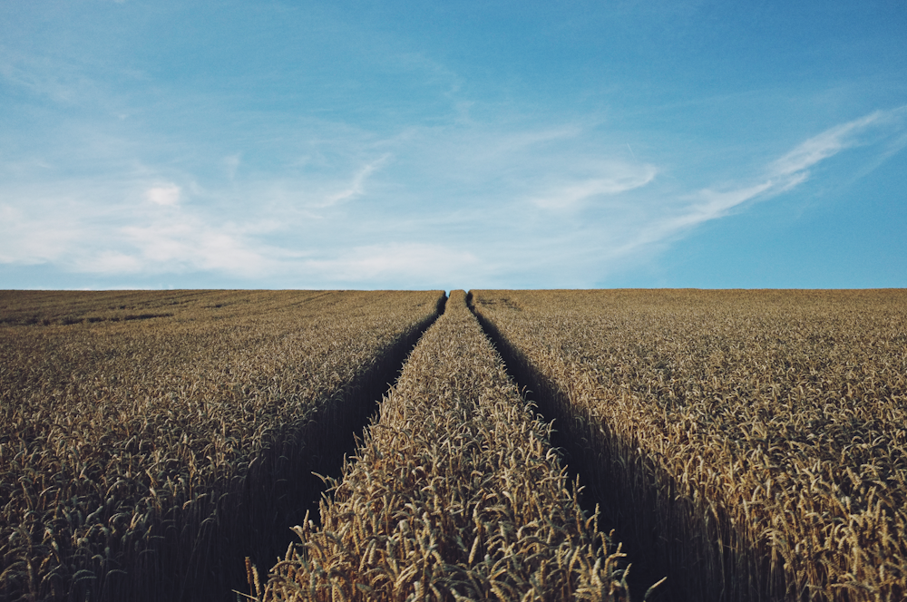 landscape photography of corn field