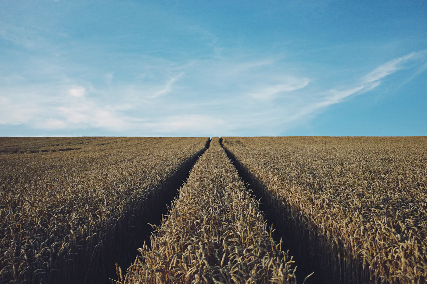 Wheatfield