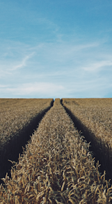 landscape photography of corn field