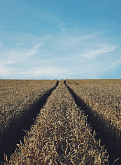 landscape photography of corn field