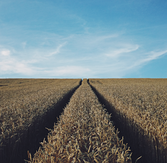 landscape photography of corn field