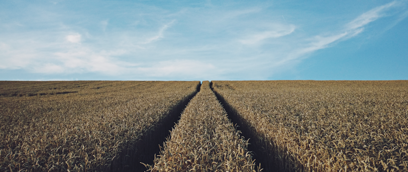 landscape photography of corn field