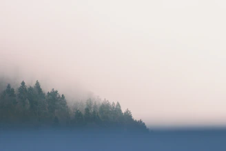 Landscape shot of a misty forest captured on film, with soft focus and natural hues