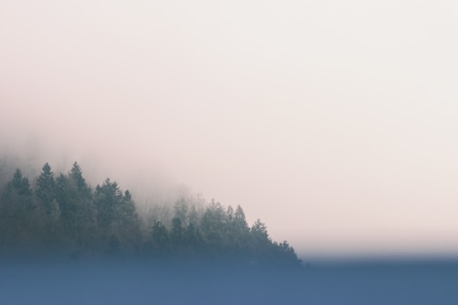 A misty landscape featuring a dense forest of evergreen trees partially obscured by fog. The scene conveys a serene and tranquil atmosphere with soft lighting. The foreground displays a blurred blue area that adds to the dreamy quality of the image.