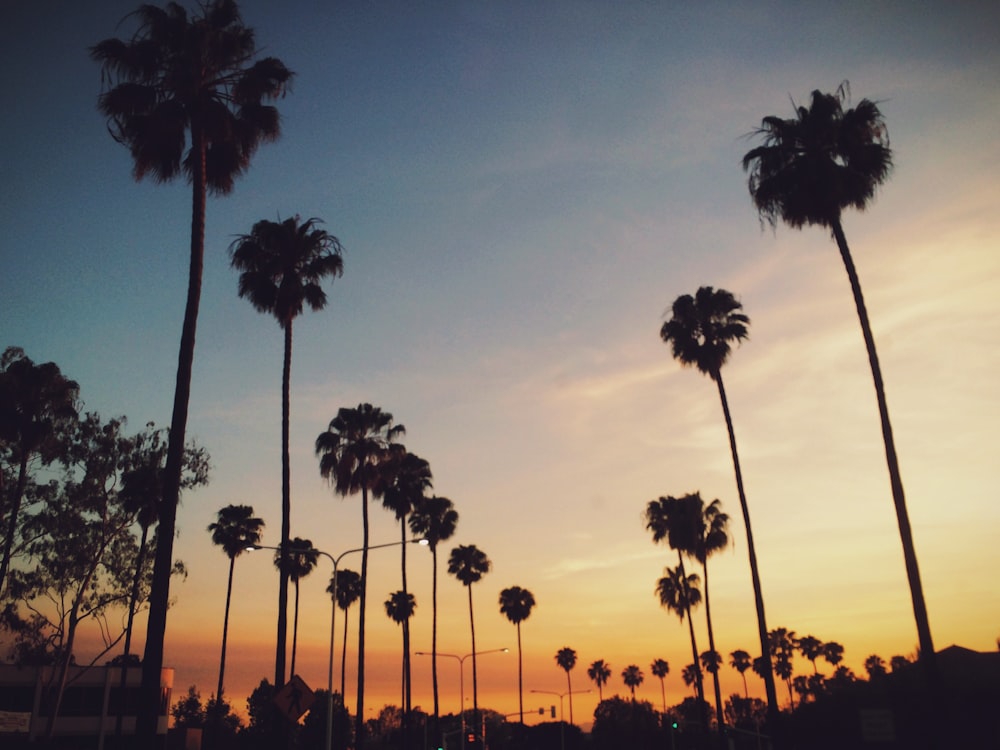 trees during sunset