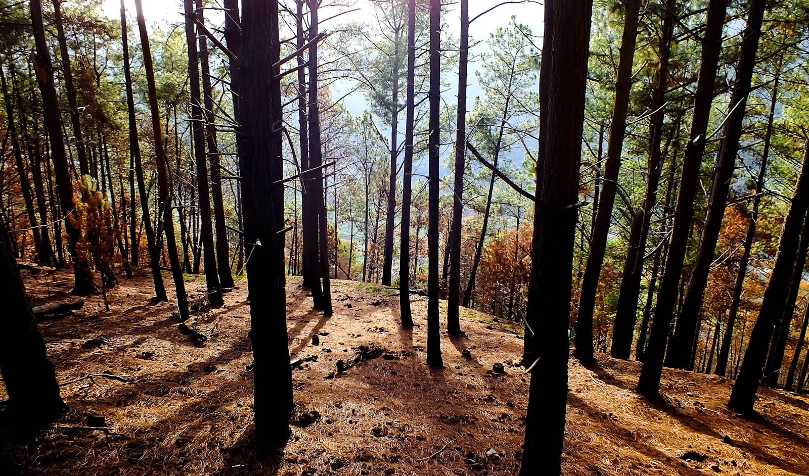 Fujifilm FinePix HS35EXR sample photo. Forest tree at daytime photography