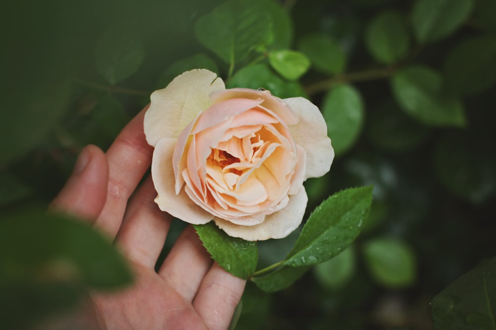 Person mit beigefarbener Rosenblüte