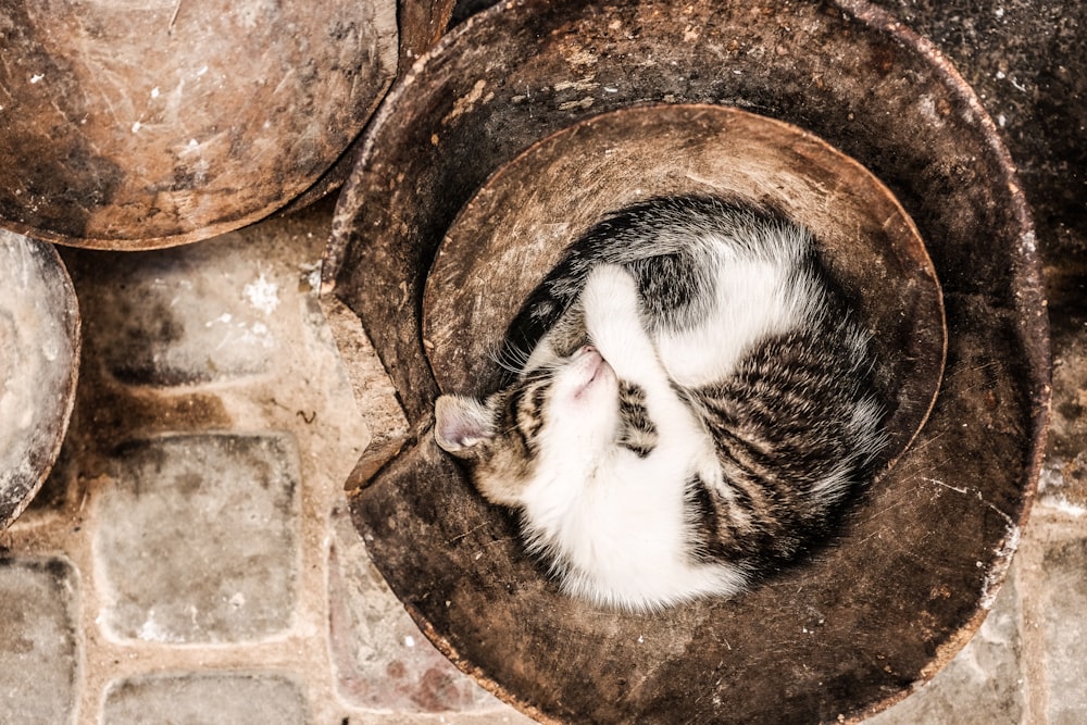 brown tabby cat on gray surface