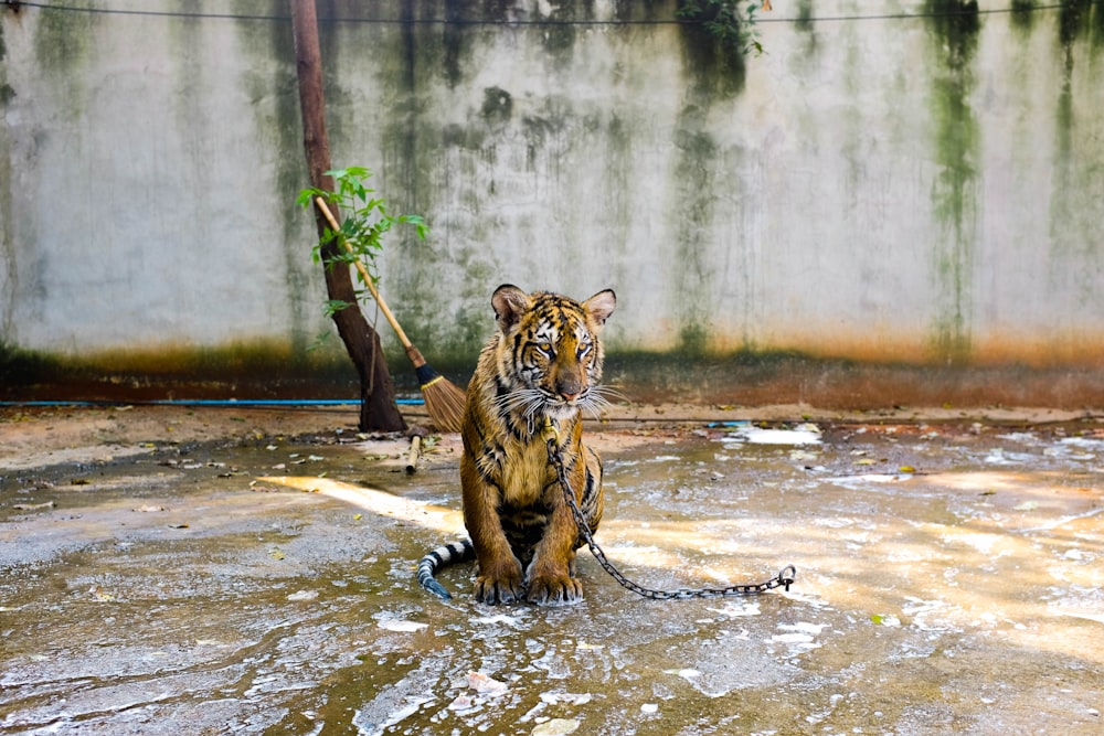 Bengal tiger inside area with water