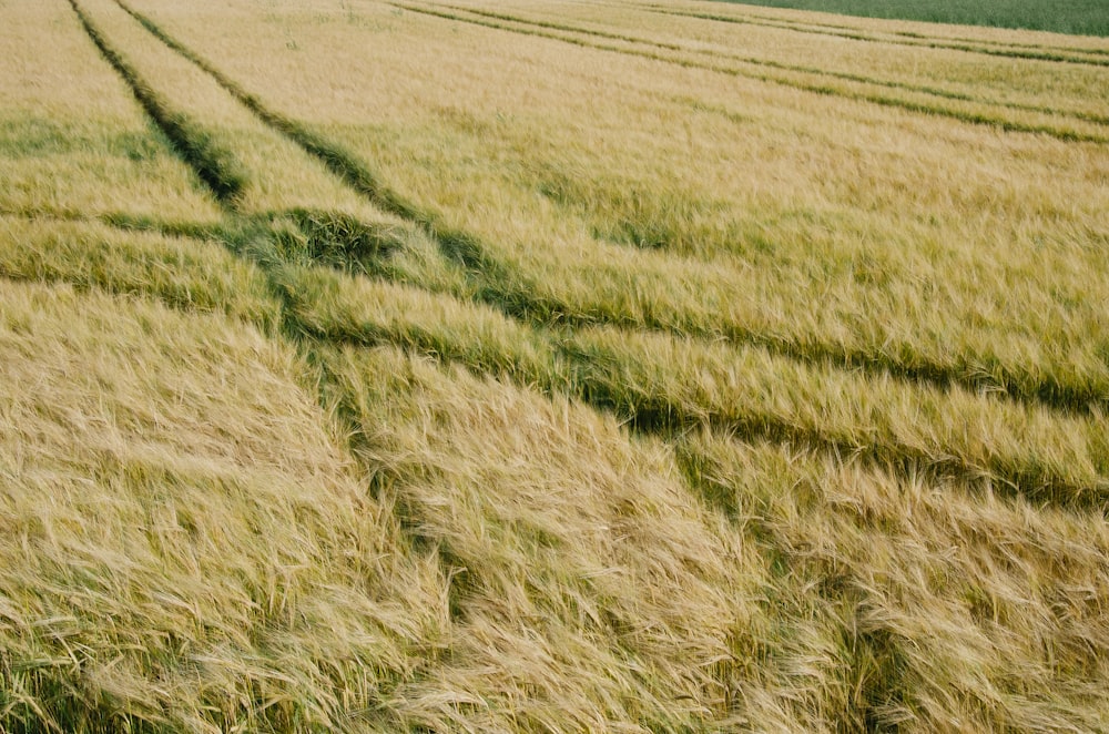 green grass field with car tracks