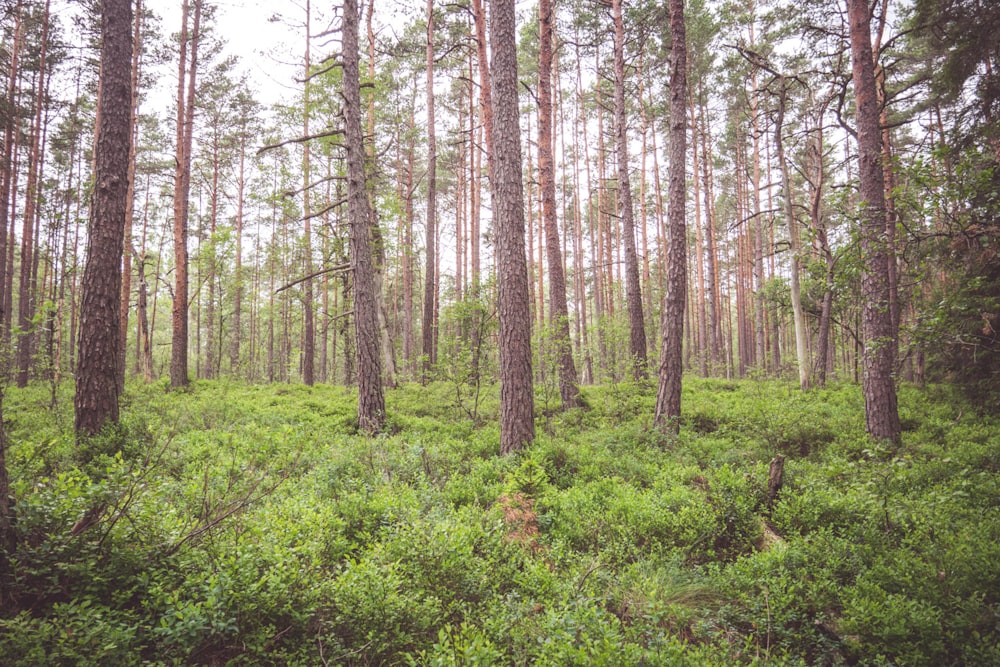 forest during daytime