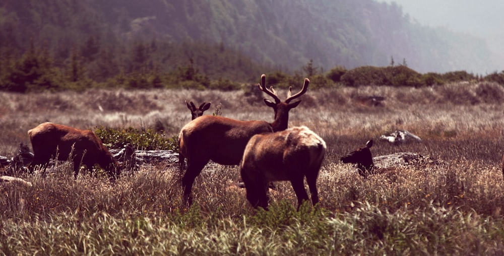 group of reindeer on grass field