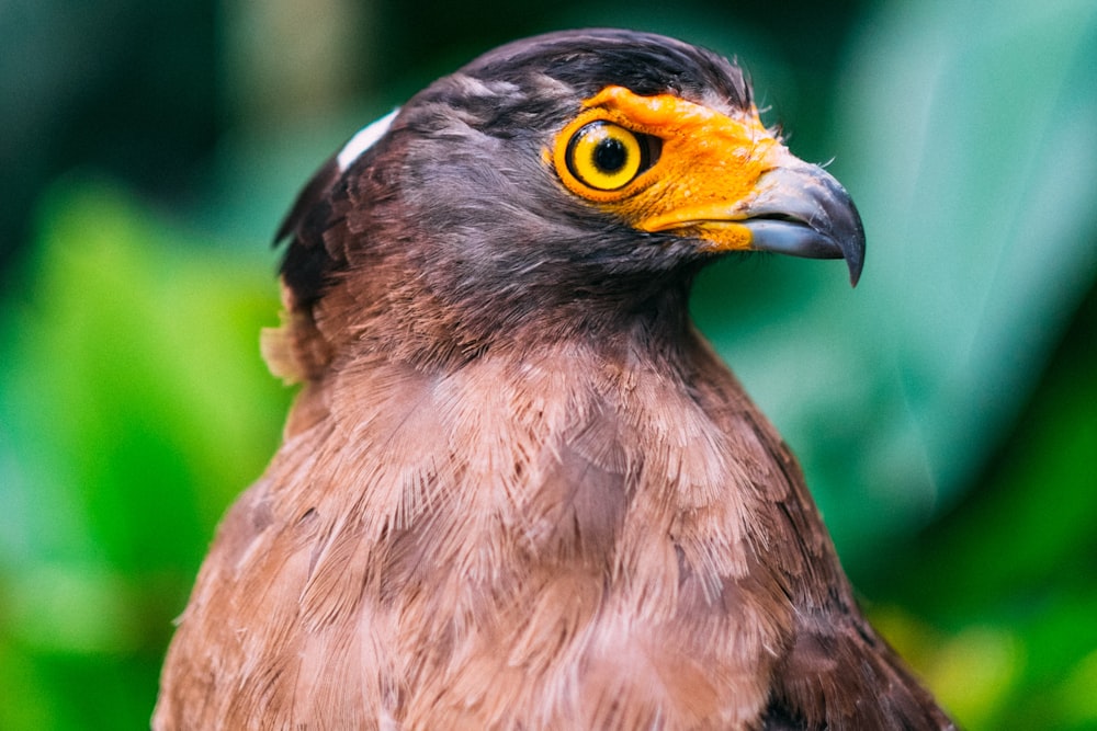 selective focus photography of brown and black bird