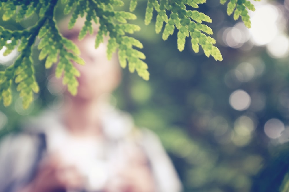 緑の葉の植物