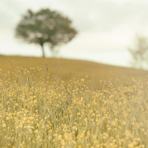 closeup photo of yellow petaled flowers