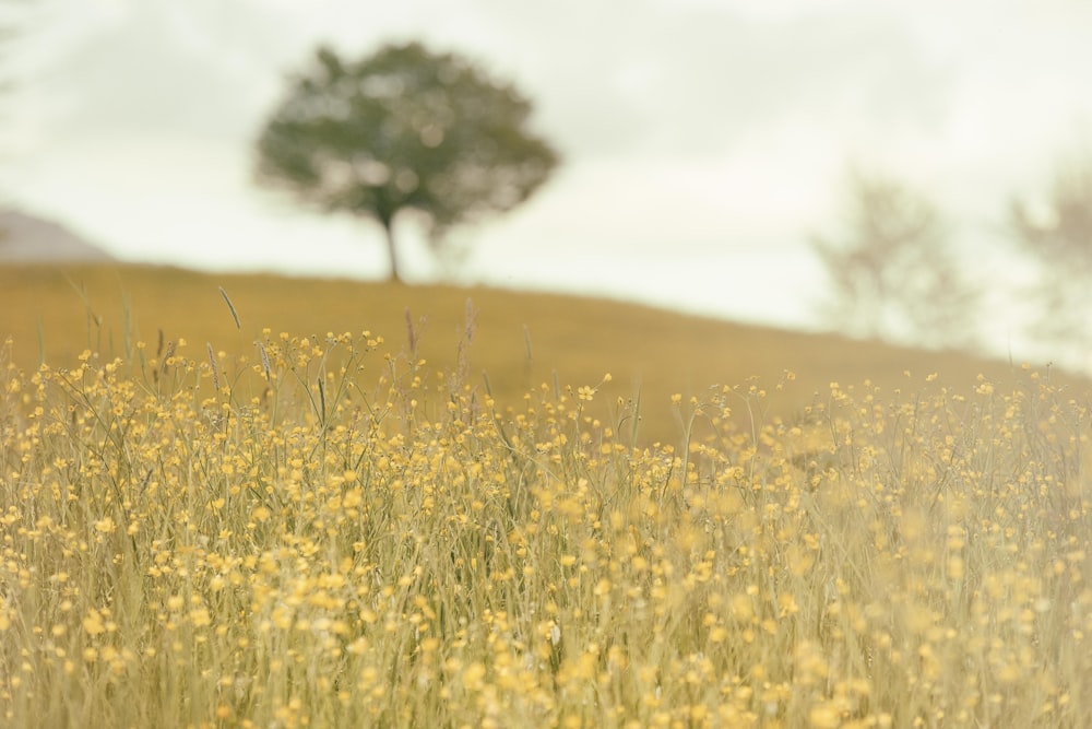 Foto de primer plano de flores de pétalos amarillos