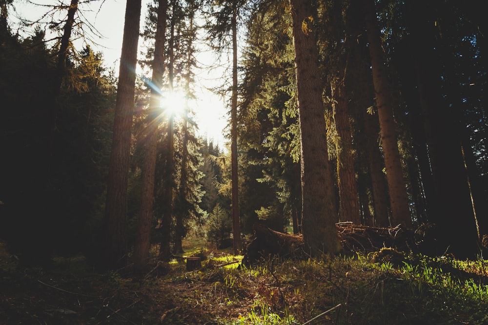 lotto di alberi ad alto fusto