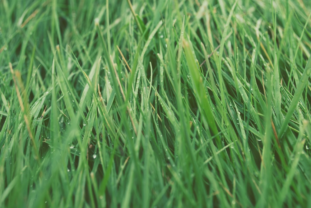 green grasses