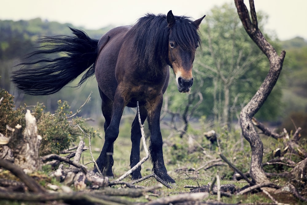 brown horse