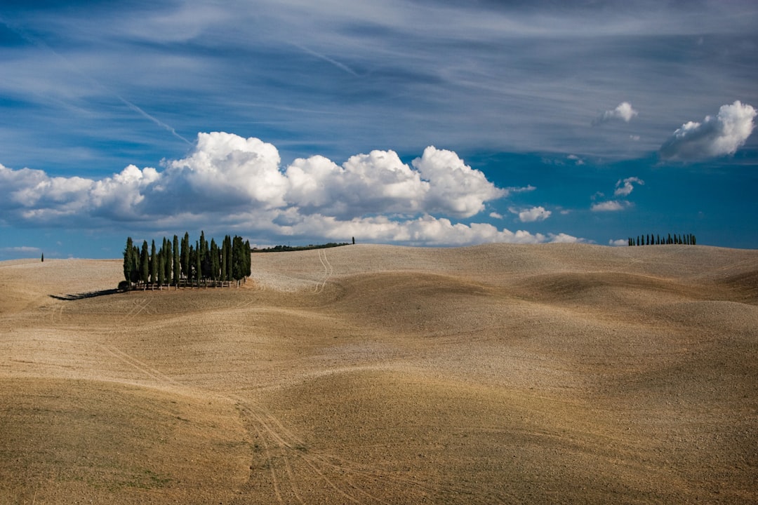 green trees in the middle on desert under clouds,