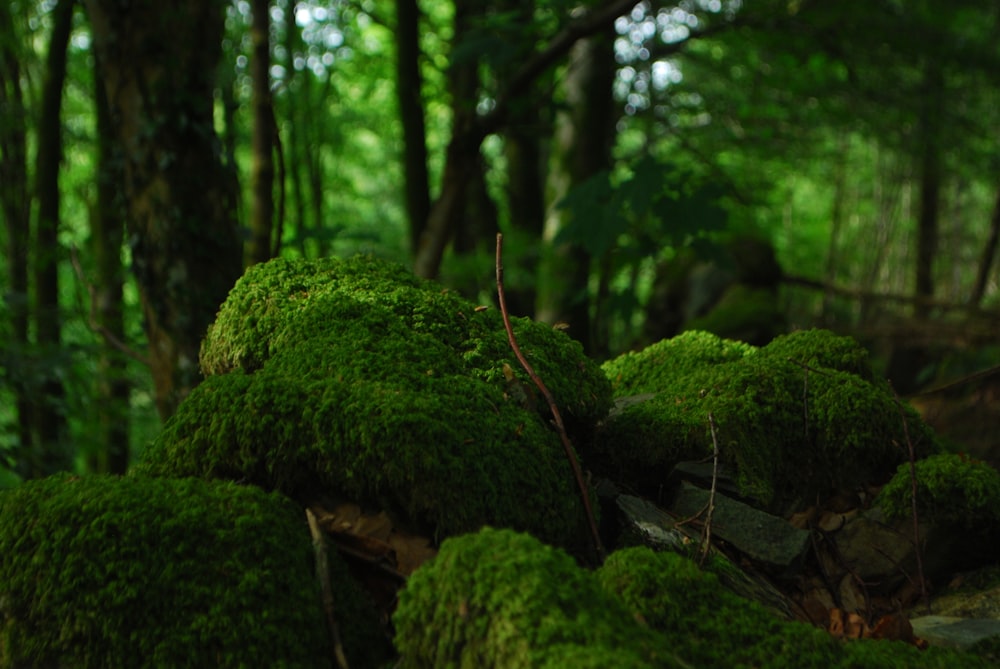 rock covered by moss