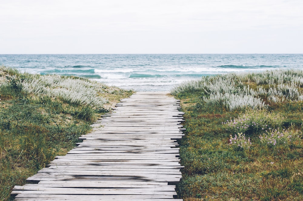 brown wooden dock in fornt body of water