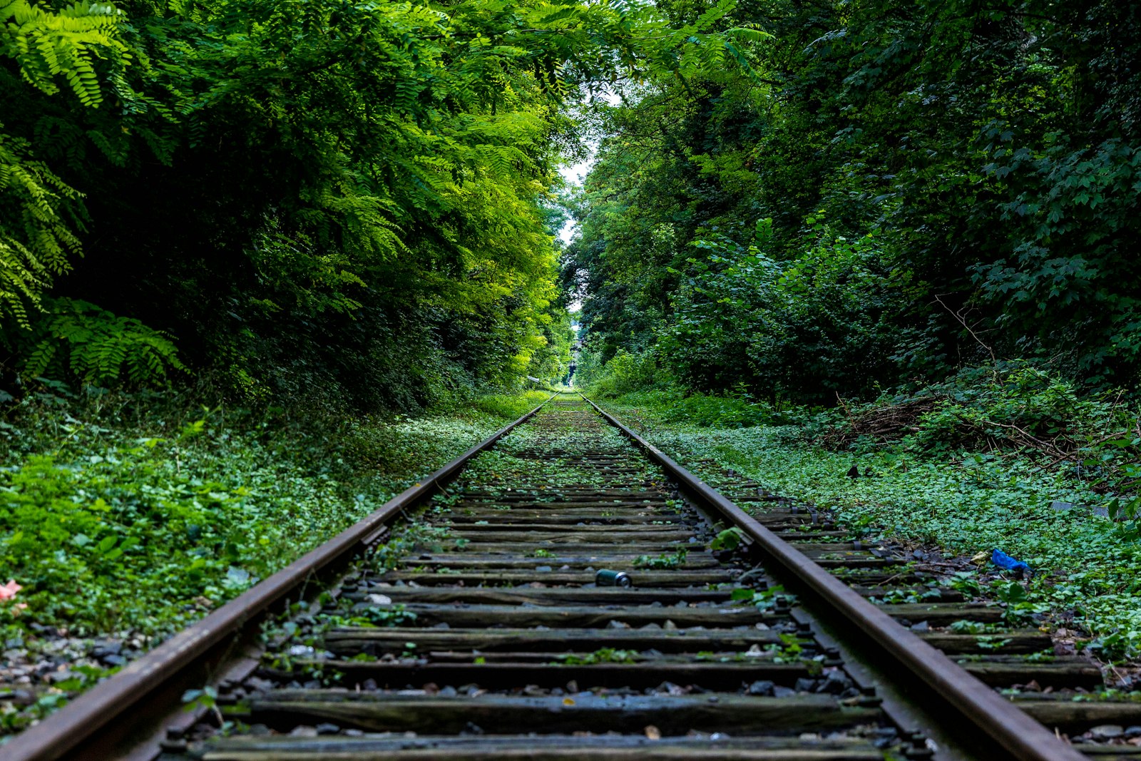 Railway track running through green bushland