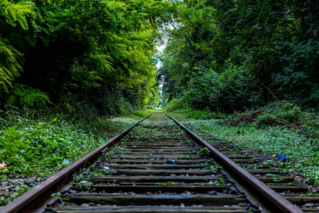 train rail surround by trees,