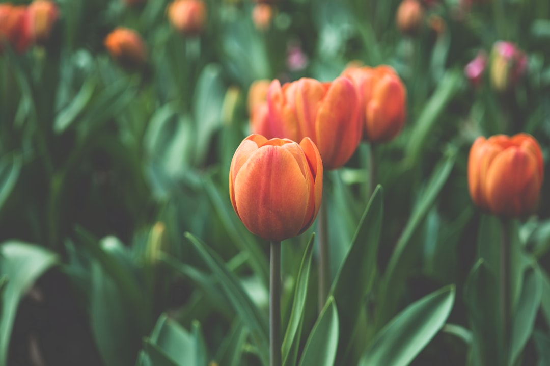 Tulips standing at attention