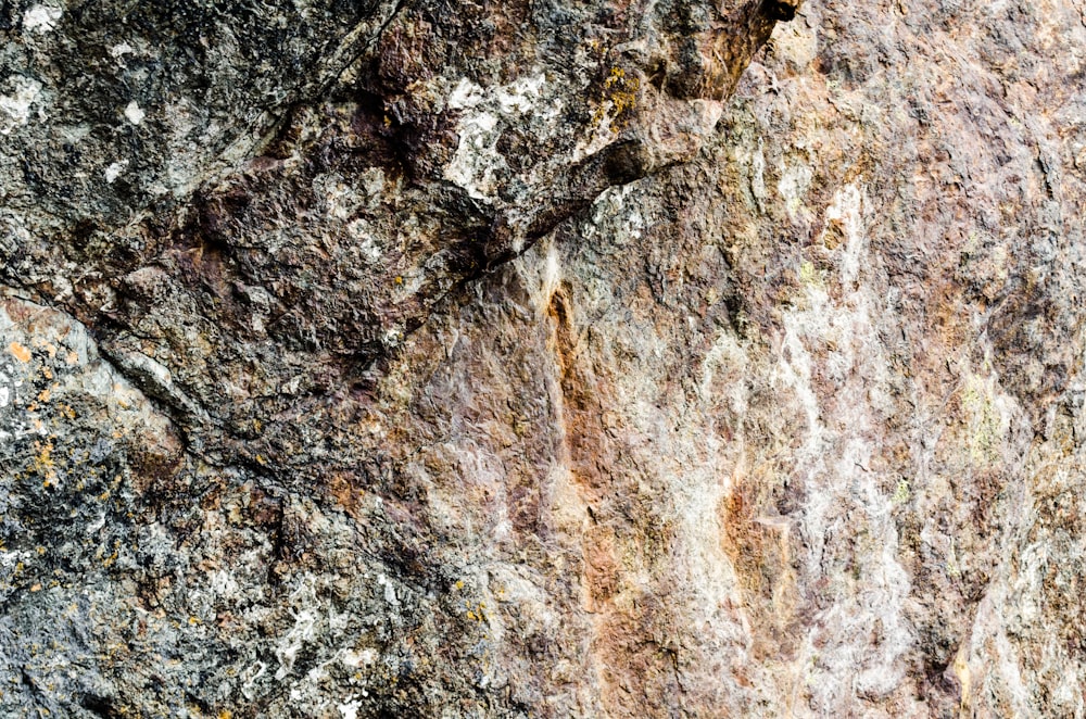 a close up of a rock wall with a bird on it
